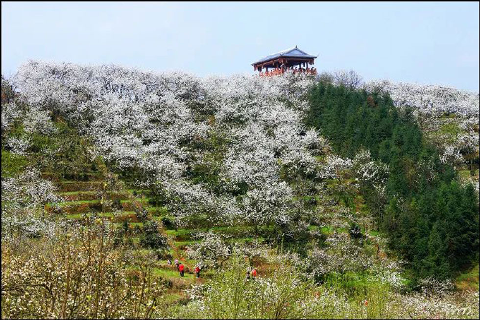 【春天,广西桂林灌阳县向您发出邀请!】我们在灌阳看梨花 - 游山玩水 - 无锡生活社区 - 无锡28生活网 wx.28life.com