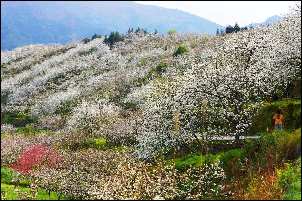 【春天,广西桂林灌阳县向您发出邀请!】我们在灌阳看梨花 - 游山玩水 - 无锡生活社区 - 无锡28生活网 wx.28life.com