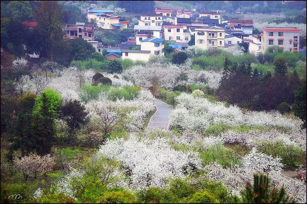 【春天,广西桂林灌阳县向您发出邀请!】我们在灌阳看梨花 - 游山玩水 - 无锡生活社区 - 无锡28生活网 wx.28life.com