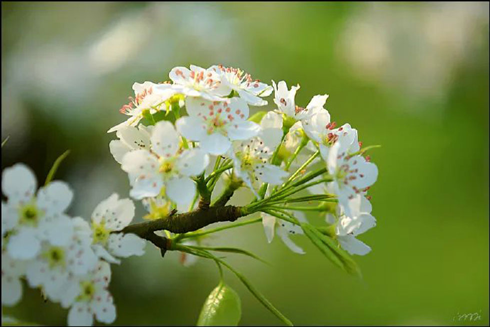 【春天,广西桂林灌阳县向您发出邀请!】我们在灌阳看梨花 - 游山玩水 - 无锡生活社区 - 无锡28生活网 wx.28life.com