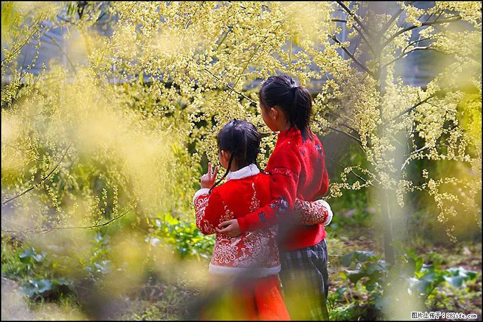 【春天,广西桂林灌阳县向您发出邀请!】米珠山前有片山苍子花在飘香 - 游山玩水 - 无锡生活社区 - 无锡28生活网 wx.28life.com