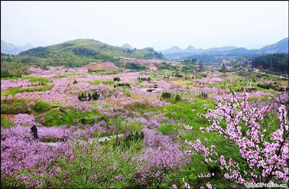 【春天，广西桂林灌阳县向您发出邀请！】官庄村有个醉美的桃花园 - 游山玩水 - 无锡生活社区 - 无锡28生活网 wx.28life.com