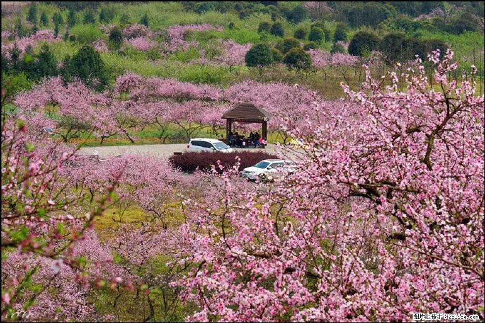 【春天，广西桂林灌阳县向您发出邀请！】官庄村有个醉美的桃花园 - 游山玩水 - 无锡生活社区 - 无锡28生活网 wx.28life.com