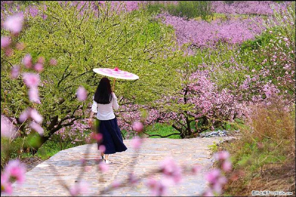 【春天，广西桂林灌阳县向您发出邀请！】官庄村有个醉美的桃花园 - 游山玩水 - 无锡生活社区 - 无锡28生活网 wx.28life.com