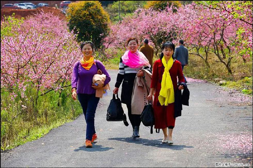 【春天，广西桂林灌阳县向您发出邀请！】官庄村有个醉美的桃花园 - 游山玩水 - 无锡生活社区 - 无锡28生活网 wx.28life.com