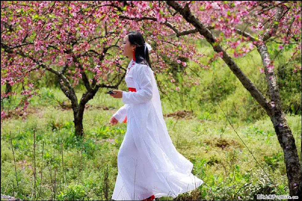 【春天，广西桂林灌阳县向您发出邀请！】官庄村有个醉美的桃花园 - 游山玩水 - 无锡生活社区 - 无锡28生活网 wx.28life.com