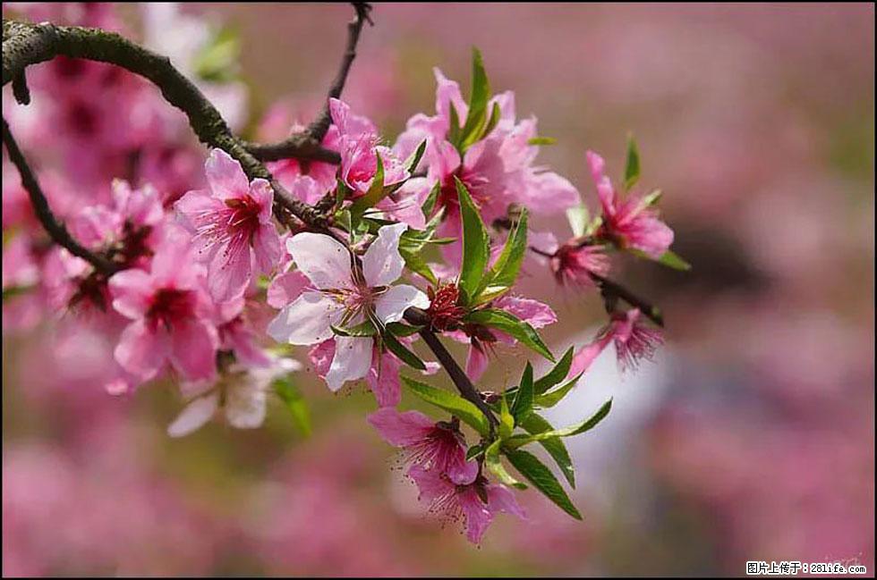 【春天，广西桂林灌阳县向您发出邀请！】官庄村有个醉美的桃花园 - 游山玩水 - 无锡生活社区 - 无锡28生活网 wx.28life.com