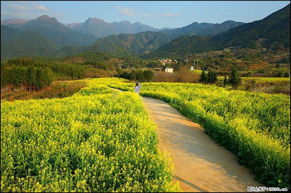 【春天,广西桂林灌阳县向您发出邀请!】长坪村油菜盛情花开 - 游山玩水 - 无锡生活社区 - 无锡28生活网 wx.28life.com