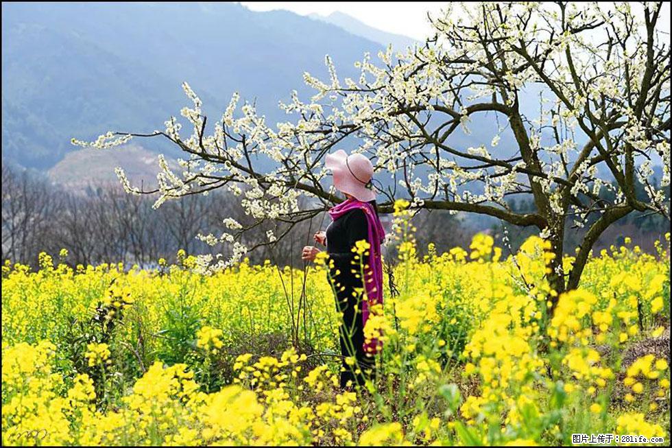 【春天,广西桂林灌阳县向您发出邀请!】长坪村油菜盛情花开 - 游山玩水 - 无锡生活社区 - 无锡28生活网 wx.28life.com