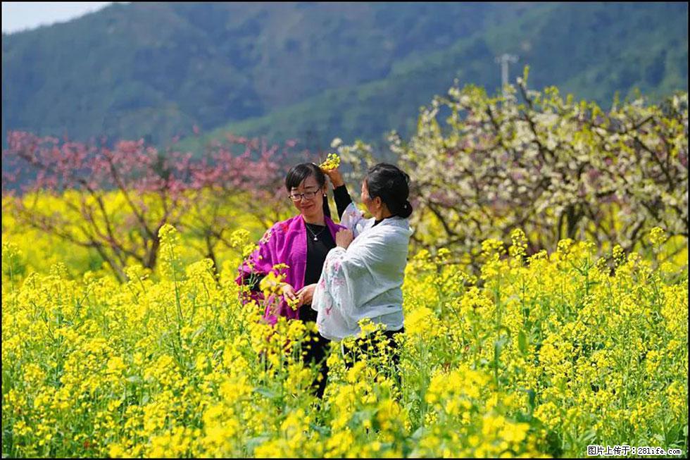 【春天,广西桂林灌阳县向您发出邀请!】长坪村油菜盛情花开 - 游山玩水 - 无锡生活社区 - 无锡28生活网 wx.28life.com
