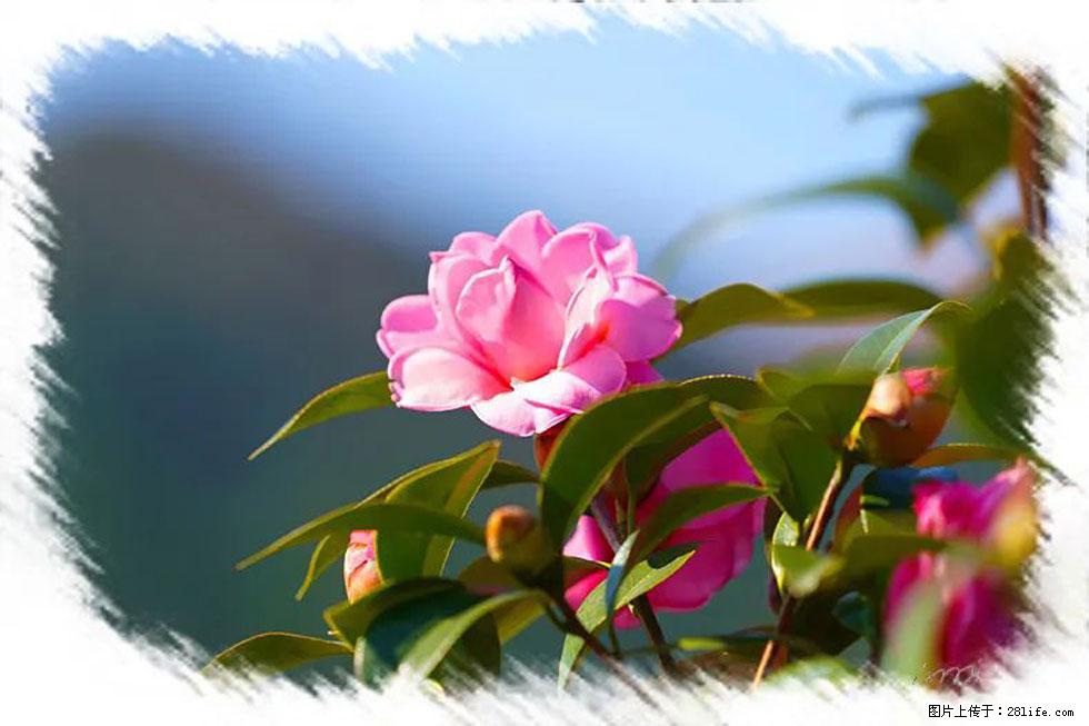 【春天，广西桂林灌阳县向您发出邀请！】杨柳井茶花惹人爱 - 游山玩水 - 无锡生活社区 - 无锡28生活网 wx.28life.com