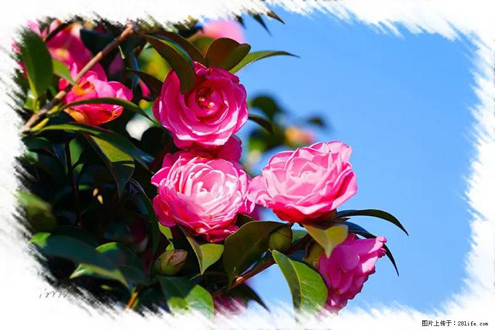 【春天，广西桂林灌阳县向您发出邀请！】杨柳井茶花惹人爱 - 游山玩水 - 无锡生活社区 - 无锡28生活网 wx.28life.com