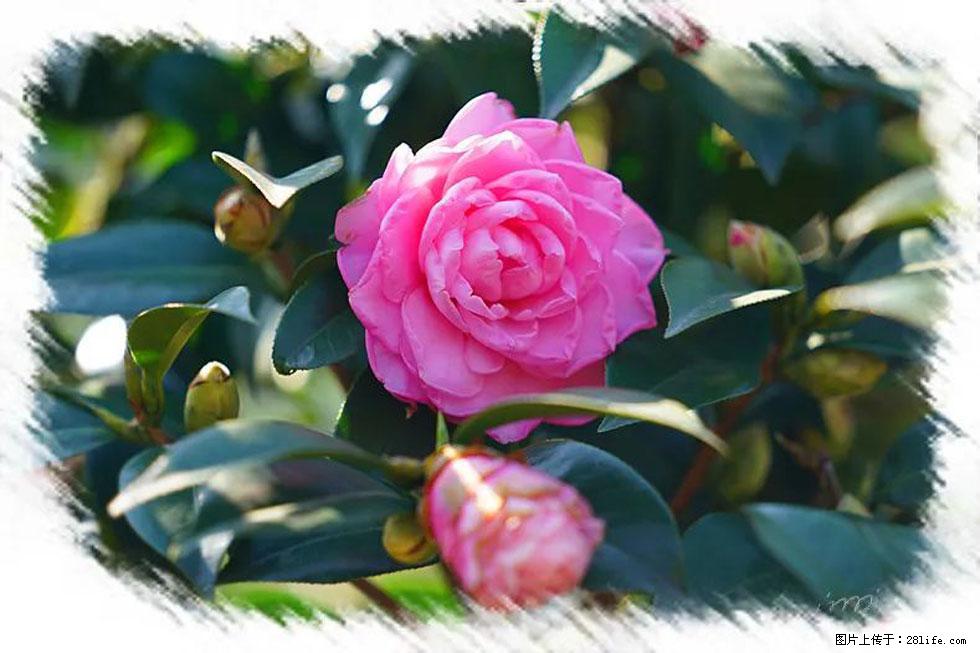 【春天，广西桂林灌阳县向您发出邀请！】杨柳井茶花惹人爱 - 游山玩水 - 无锡生活社区 - 无锡28生活网 wx.28life.com