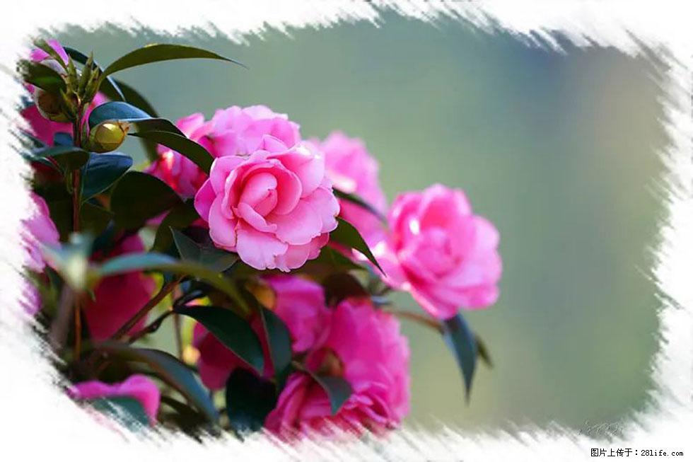 【春天，广西桂林灌阳县向您发出邀请！】杨柳井茶花惹人爱 - 游山玩水 - 无锡生活社区 - 无锡28生活网 wx.28life.com