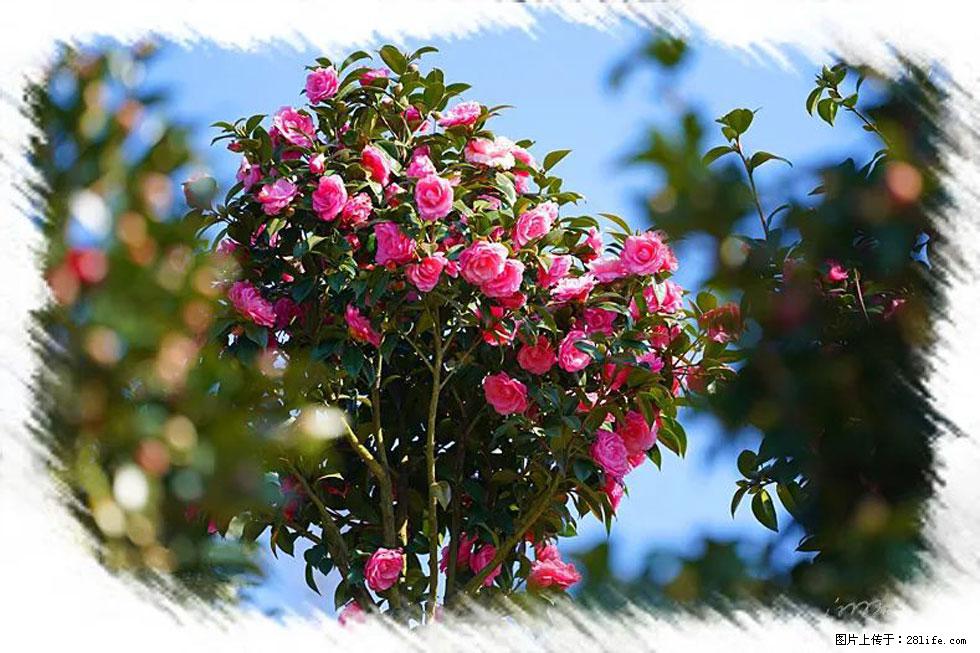 【春天，广西桂林灌阳县向您发出邀请！】杨柳井茶花惹人爱 - 游山玩水 - 无锡生活社区 - 无锡28生活网 wx.28life.com