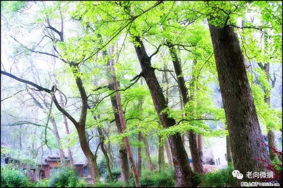 【春天,广西桂林灌阳县向您发出邀请!】在小龙村与春天约会 - 游山玩水 - 无锡生活社区 - 无锡28生活网 wx.28life.com