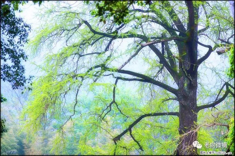 【春天,广西桂林灌阳县向您发出邀请!】在小龙村与春天约会 - 游山玩水 - 无锡生活社区 - 无锡28生活网 wx.28life.com