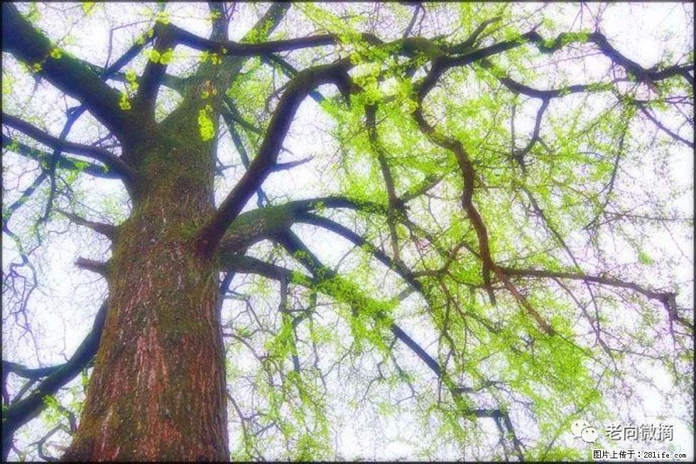【春天,广西桂林灌阳县向您发出邀请!】在小龙村与春天约会 - 游山玩水 - 无锡生活社区 - 无锡28生活网 wx.28life.com