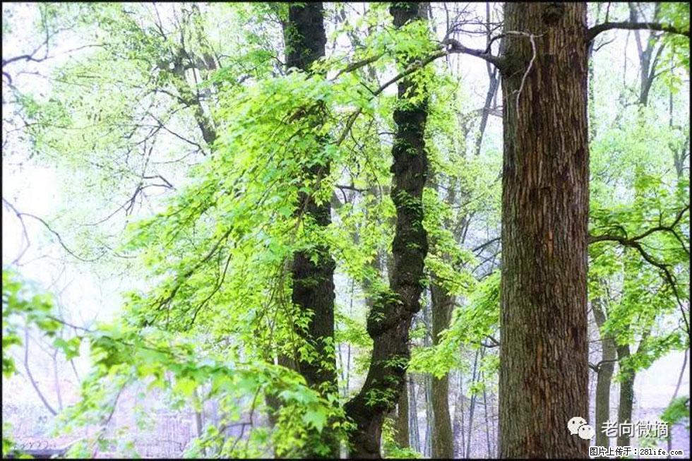 【春天,广西桂林灌阳县向您发出邀请!】在小龙村与春天约会 - 游山玩水 - 无锡生活社区 - 无锡28生活网 wx.28life.com