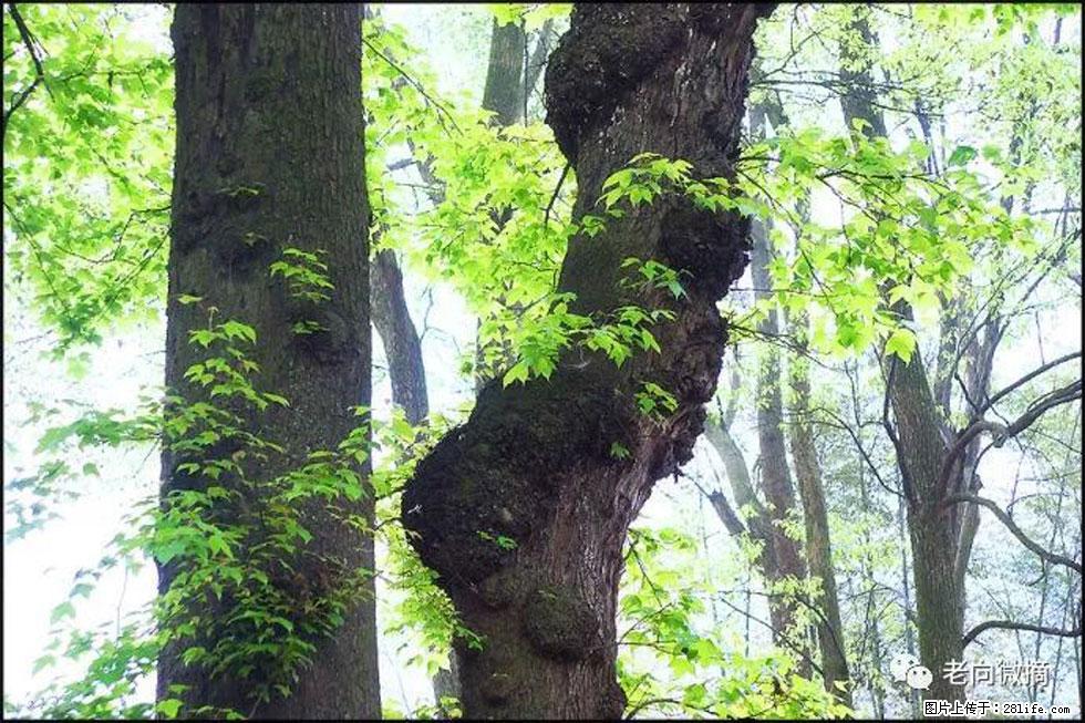 【春天,广西桂林灌阳县向您发出邀请!】在小龙村与春天约会 - 游山玩水 - 无锡生活社区 - 无锡28生活网 wx.28life.com