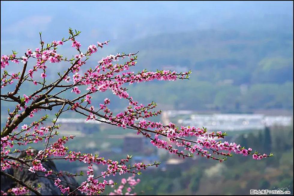 【春天,广西桂林灌阳县向您发出邀请!】望月岭上桃花开 - 游山玩水 - 无锡生活社区 - 无锡28生活网 wx.28life.com