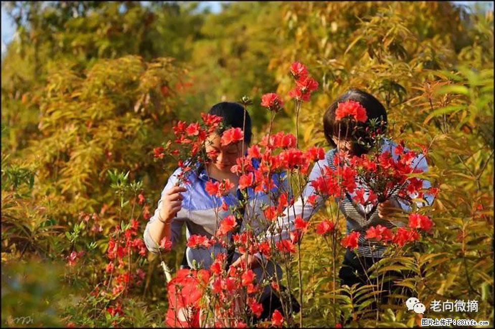 【春天，广西桂林灌阳县向您发出邀请！】登麒麟山，相约映山红 - 游山玩水 - 无锡生活社区 - 无锡28生活网 wx.28life.com