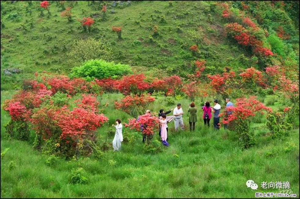 【春天，广西桂林灌阳县向您发出邀请！】宝盖山上映山红 - 游山玩水 - 无锡生活社区 - 无锡28生活网 wx.28life.com