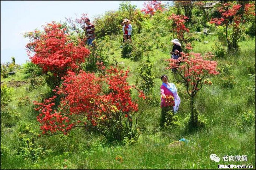 【春天，广西桂林灌阳县向您发出邀请！】宝盖山上映山红 - 游山玩水 - 无锡生活社区 - 无锡28生活网 wx.28life.com