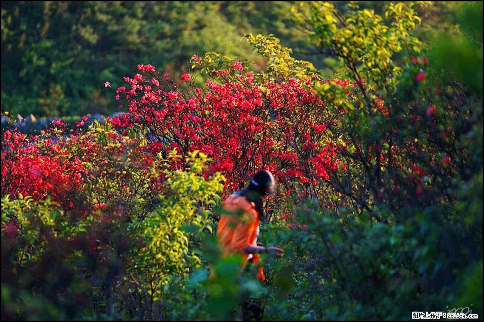 【春天,广西桂林灌阳县向您发出邀请!】春木界上映山红 - 游山玩水 - 无锡生活社区 - 无锡28生活网 wx.28life.com