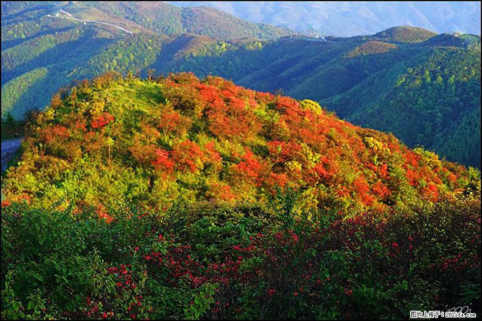 【春天,广西桂林灌阳县向您发出邀请!】春木界上映山红 - 游山玩水 - 无锡生活社区 - 无锡28生活网 wx.28life.com