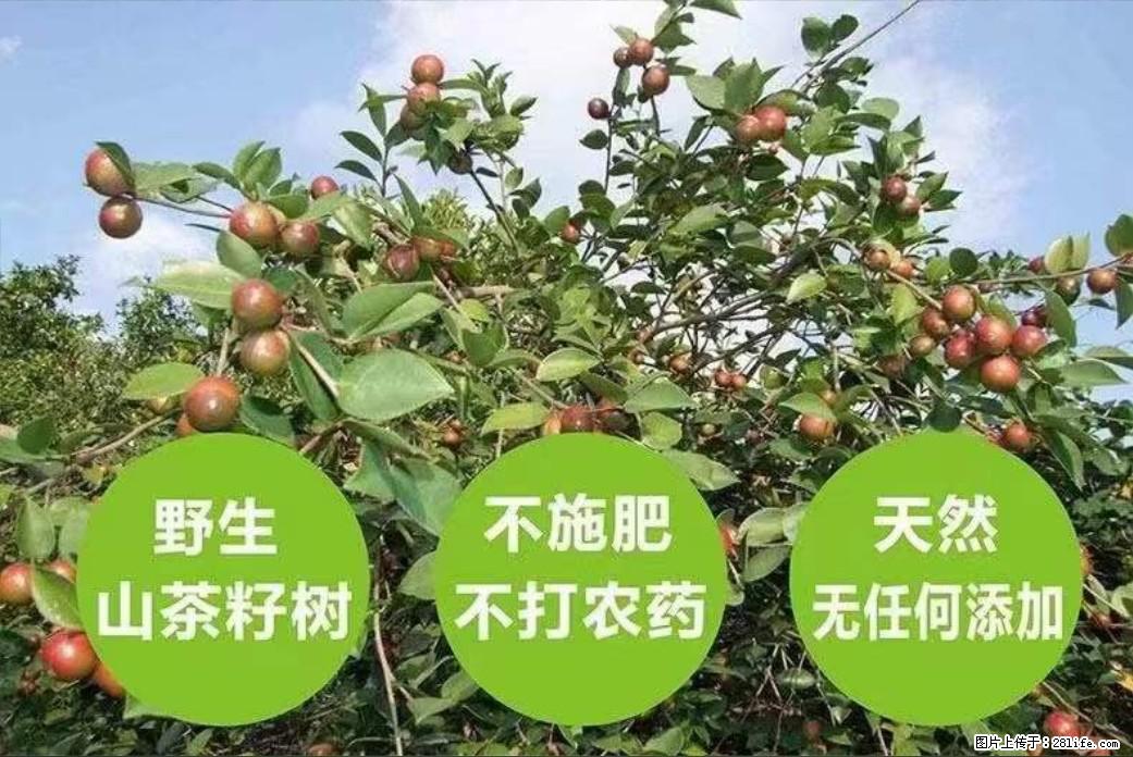 【灌阳县油茶产业示范区】一个有着充实的精神生活的人,对待身外之物自会有一种淡泊的态度 - 美食天地 - 无锡生活社区 - 无锡28生活网 wx.28life.com