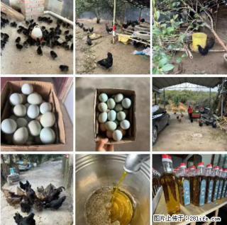 油茶园从小鸡仔开始养起的纯土鸡、土鸡蛋可以预定啦!还有前几天刚榨的纯山茶油哦 - 无锡28生活网 wx.28life.com