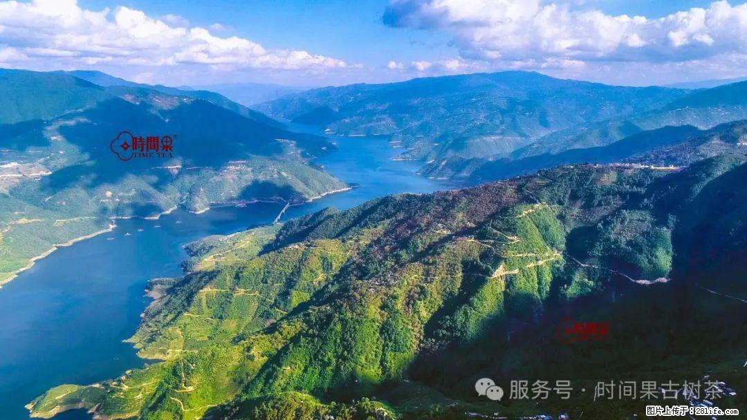 时间果百年古树龙珠普洱生茶 - 购物交流 - 无锡生活社区 - 无锡28生活网 wx.28life.com