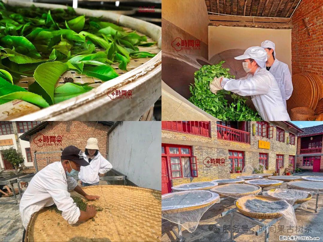 时间果百年古树龙珠普洱生茶 - 购物交流 - 无锡生活社区 - 无锡28生活网 wx.28life.com