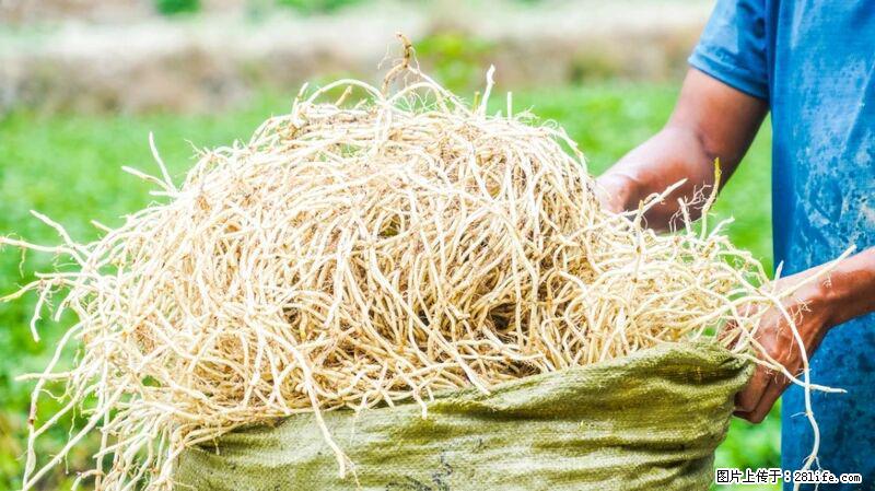 堪称“最难吃”的蔬菜，却是 “抗辐射神器”，还能护肺、清热、止咳化痰！ - 无锡生活资讯 - 无锡28生活网 wx.28life.com