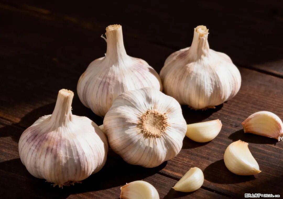 关于大蒜，除了“天然抗生素”，这4个谣言更该警惕! - 无锡生活资讯 - 无锡28生活网 wx.28life.com