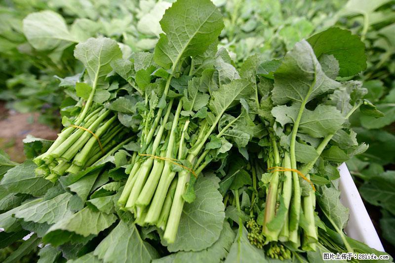 这些蔬菜是“天然钙片”，这6种被医生重点推荐 - 无锡生活资讯 - 无锡28生活网 wx.28life.com